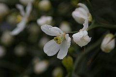 e0070891_21391255.jpg
