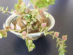 こけ玉、ミニ盆栽、多肉のミニ寄植え・・・鉢の受け皿。_e0063296_16102316.jpg