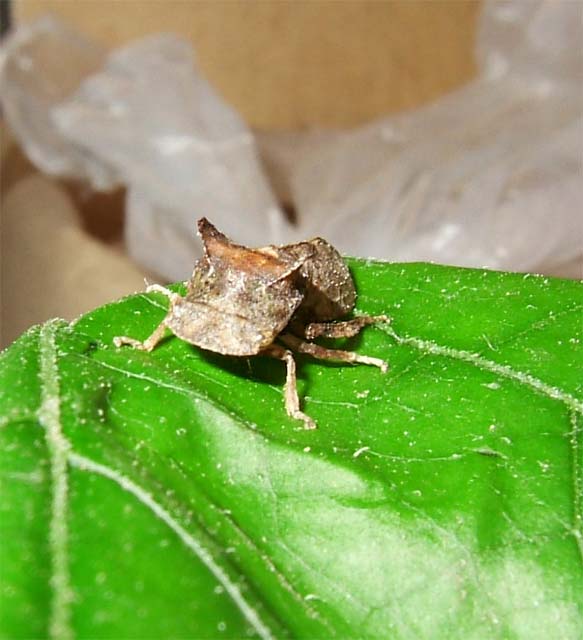 かばごん見たいな顔のとても愛嬌がある虫 昆虫ブログ むし探検広場