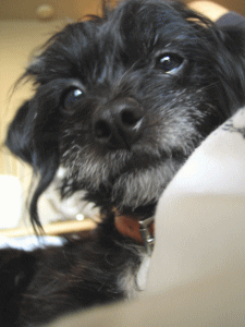 b0035453_1564442.gif
