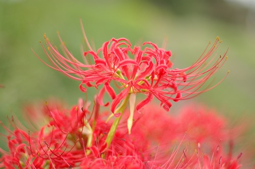 50mmレンズ撮り比べ、その3(曼珠沙華)_e0069983_3243516.jpg