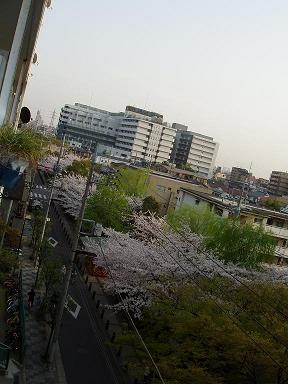 ネタがないので、春に初めてデジカメで撮った桜。当時は画像upができませんでした(＾＾；_d0009105_1217872.jpg