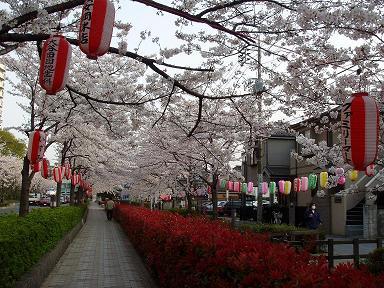 ネタがないので、春に初めてデジカメで撮った桜。当時は画像upができませんでした(＾＾；_d0009105_1220146.jpg