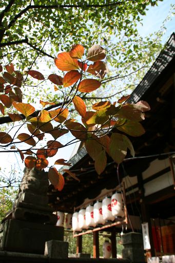 大津祭1・・・・祭りの朝_a0031741_2247636.jpg