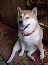2日連続室内犬_c0049950_20594429.jpg
