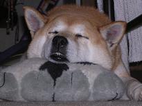 2日連続室内犬_c0049950_21111350.jpg