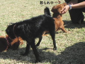 b0035453_13485751.gif