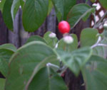 d0050155_20333740.jpg