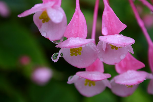 Botanic Garden_d0031968_5164363.jpg