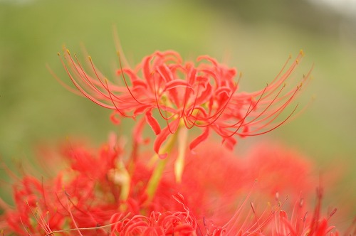 50mmレンズ撮り比べ、その4(新旧F1.4レンズ)_e0069983_2058722.jpg