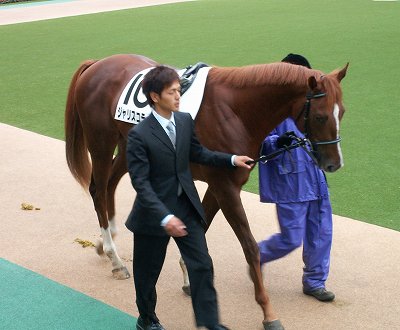 ジャリスコライト＆ユノブラッキー（10月9日新馬戦優勝馬）_b0015386_22201333.jpg