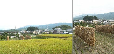 飛鳥（甘樫丘）～橿原（軽の路）探訪（05.10.09）④甘樫座神社～向原寺～小墾田宮跡・・・_a0016431_1832035.jpg