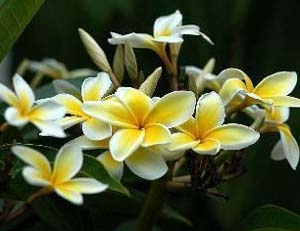  Plumeria「セラダイン」_e0042737_13423050.jpg