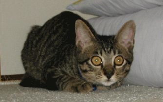a0008459_2573190.gif