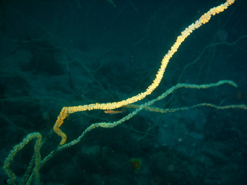 c0063673_1716571.jpg