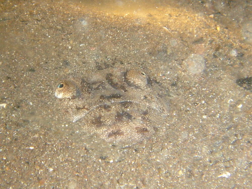 c0063673_17263083.jpg