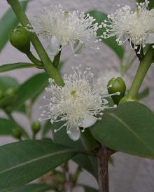 グァバの花 染め色 いろいろ グァバの花 染め色 いろいろ
