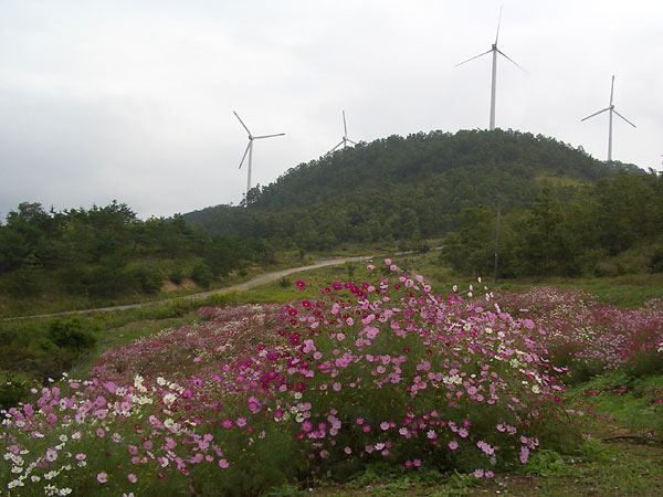 鏡山コスモス園　その１_c0025167_19274883.jpg