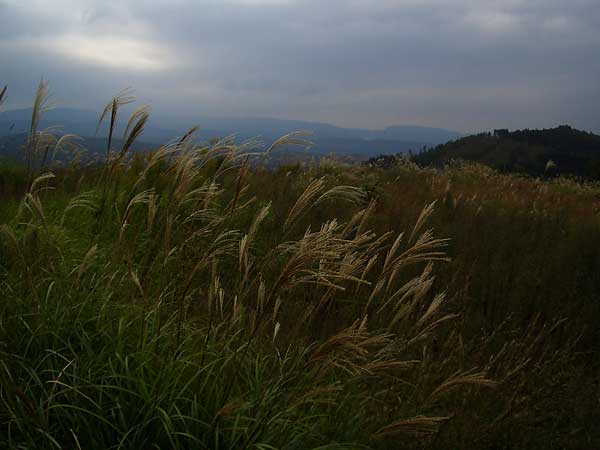 鏡山コスモス園　その１_c0025167_19284572.jpg