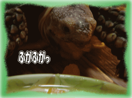 b0055276_0564540.gif