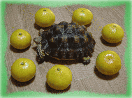b0055276_0581433.gif