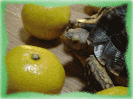 b0055276_0592338.gif