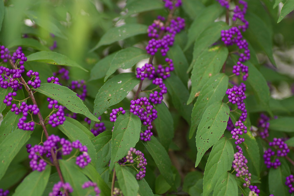 c0054876_6111573.jpg