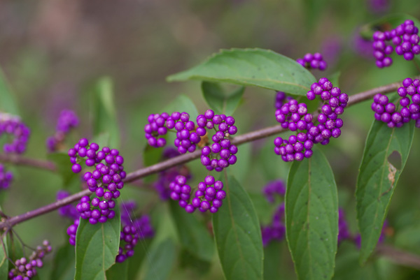 c0054876_6112943.jpg