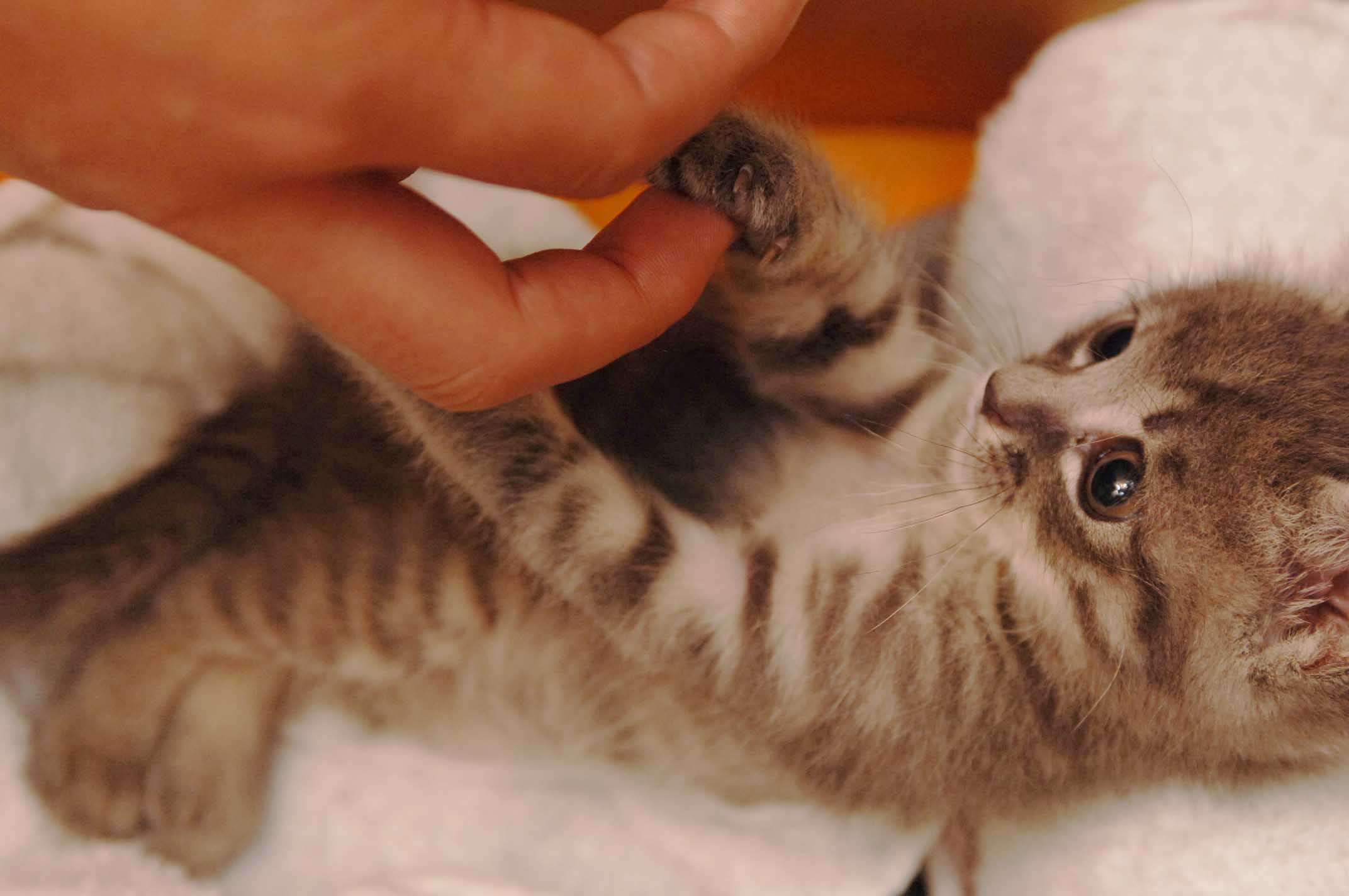 じゃれる 子猫物語05 里親募集中