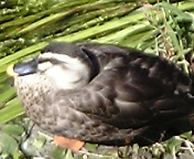 小春日和_c0060412_1847413.jpg