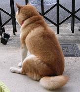 ただの飼い主ばか?_c0049950_1444086.jpg