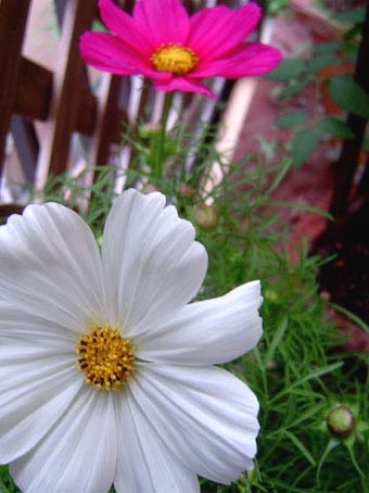 d0000274_19224615.jpg