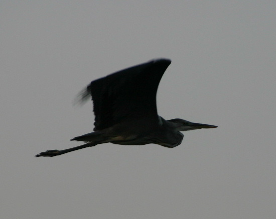 e0018678_22175447.jpg
