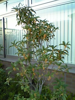 b0015885_20593936.jpg