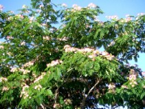 c0062603_1330152.jpg