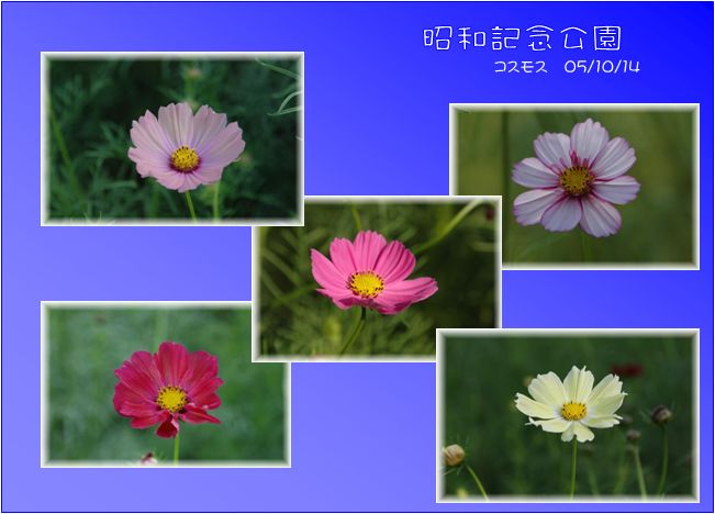 コスモス_c0051105_23511769.jpg