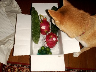 e0072023_21174352.jpg