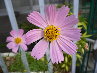c0069048_6141662.jpg