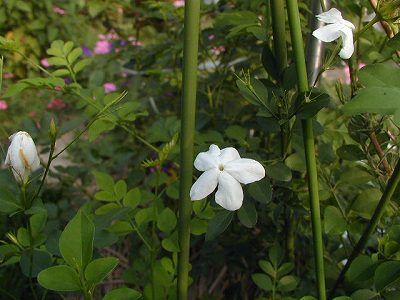 ジャスミン ホワイト プリンセス の植え替え ひまわり日記