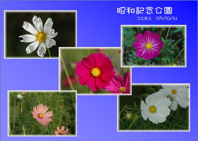 コスモス_c0051105_0151075.jpg