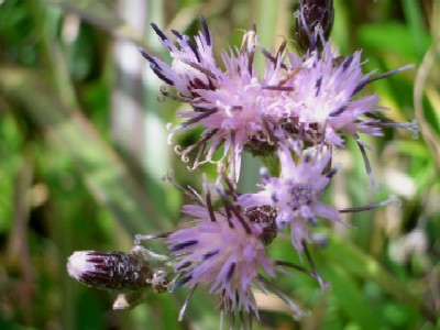 c0042418_94598.jpg