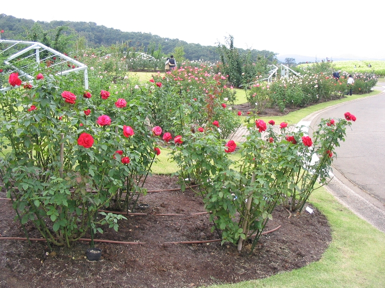 雨のばら園_d0007820_22201572.jpg