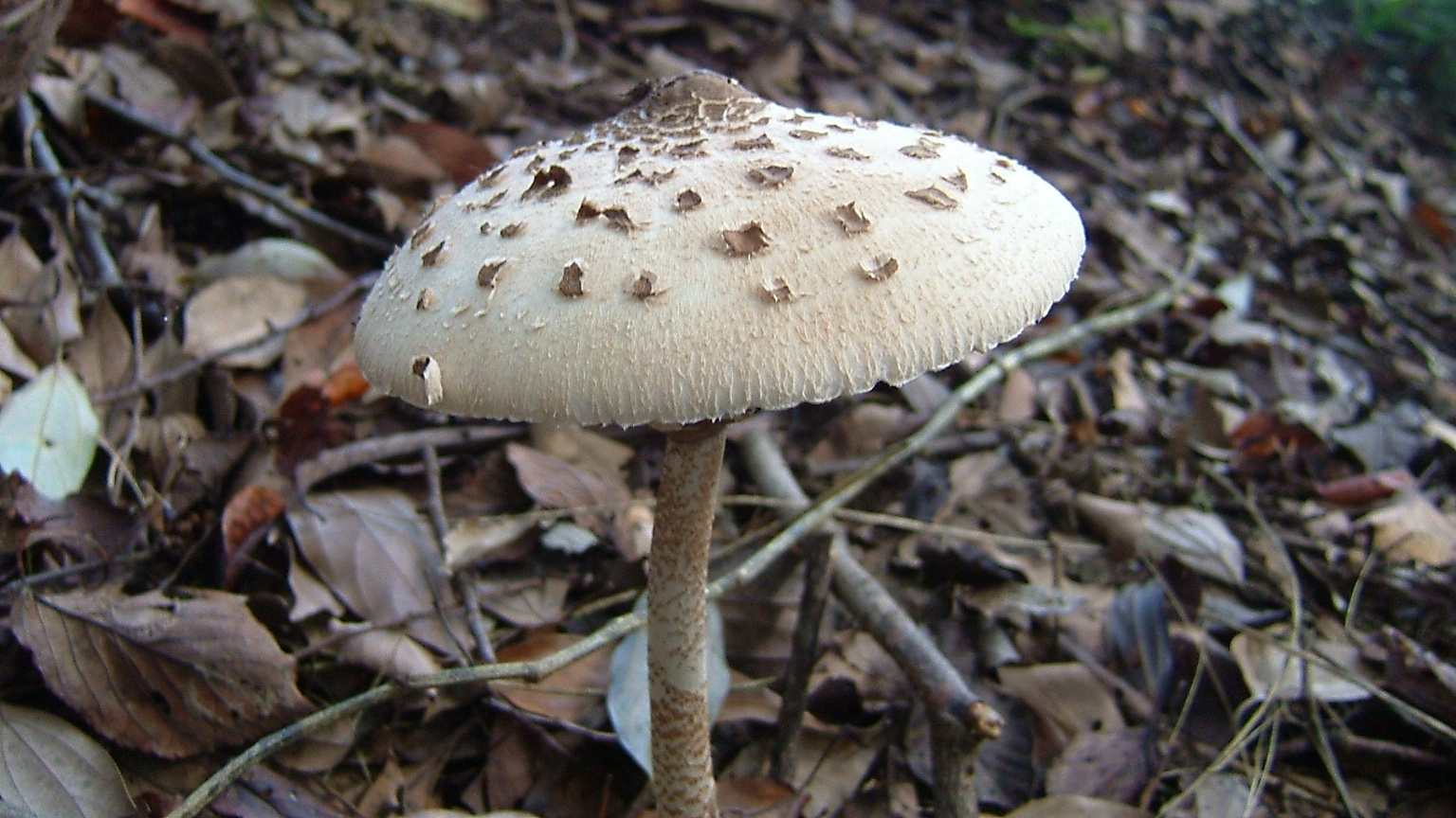 大きなきのこ_e0060124_9564594.jpg