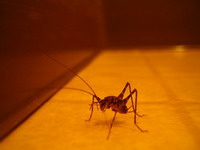 便所コオロギ出現の怪 元 北国生活録