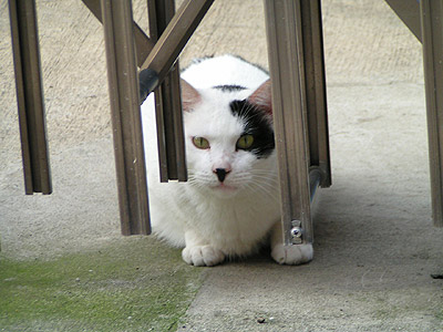 上野桜木の猫ら_a0028451_201286.jpg