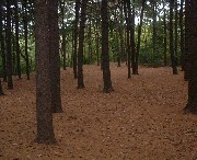 a0027277_8552875.jpg