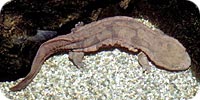★現存する最高齢の生き物175歳のハリエットちゃんとは?_b0013789_14143259.jpg