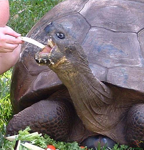 ★現存する最高齢の生き物175歳のハリエットちゃんとは?_b0013789_244139.jpg