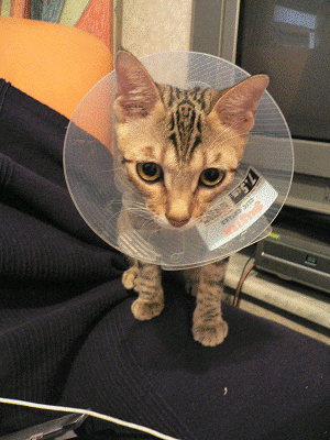 e0008794_1457197.gif