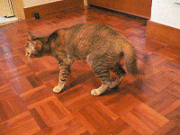 e0008794_8533135.gif
